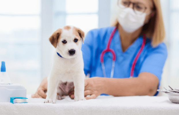 ΣΟΧ 3/2025 : Προσλήψεις κτηνιάτρων στην Περιφέρεια Θεσσαλίας