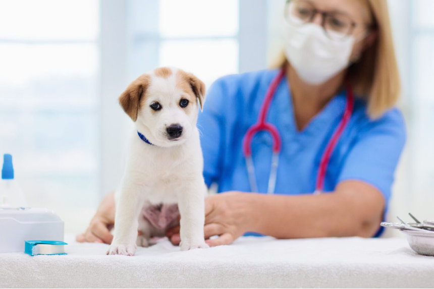 ΣΟΧ 3/2025 : Προσλήψεις κτηνιάτρων στην Περιφέρεια Θεσσαλίας